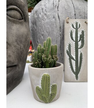 Cactus 'Fairy Castle' 3,25 po