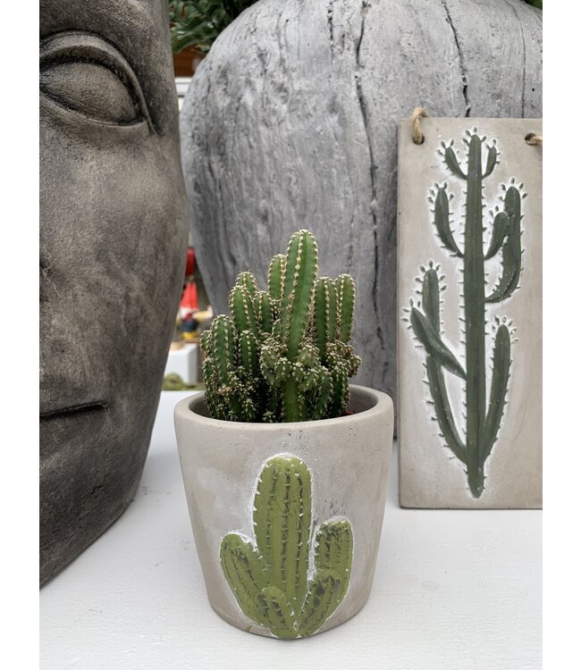 Cactus 'Fairy Castle' 3,25 po