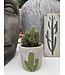 Cactus 'Fairy Castle' 3,25 po