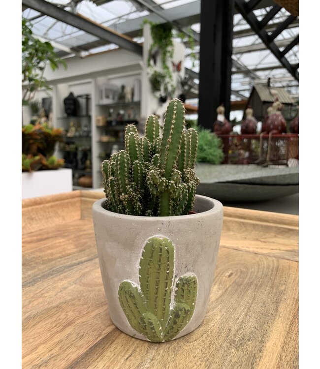 Cactus 'Fairy Castle' 3,25 po