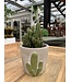 Cactus 'Fairy Castle' 3,25 po