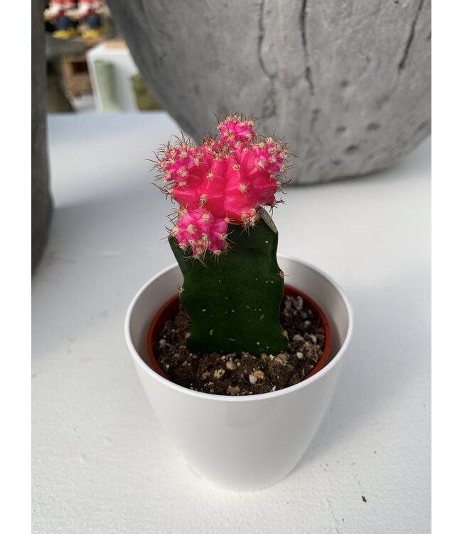 Cactus greffé 2,5 po | Plante décorative colorée facile d’entretien pour un espace moderne