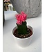 Cactus greffé 2,5 po | Plante décorative colorée facile d’entretien pour un espace moderne