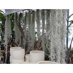 Tillandsia usnoides