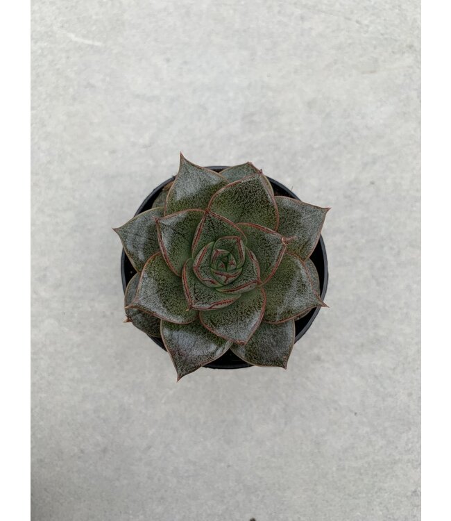 Echeveria 2,5 po