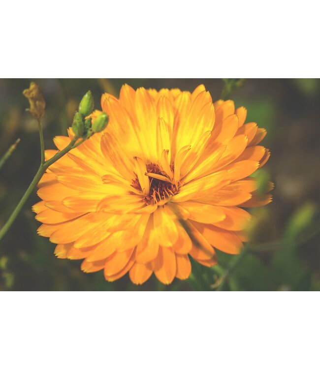 Calendula 11 cm | Plante annuelle à floraison jaune orangée pour massifs, bordures et balcon