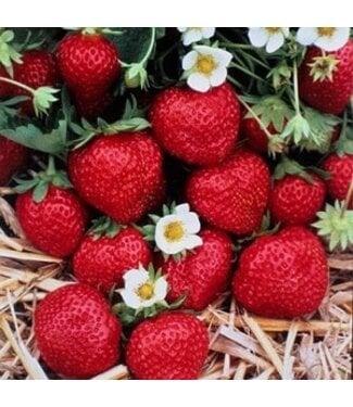 Fraisier Mara des Bois