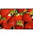 Fraisier L' Amour