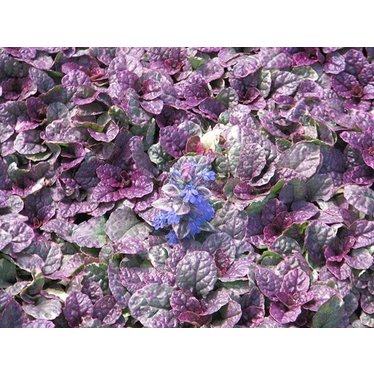 ajuga burgundy glow 9pack