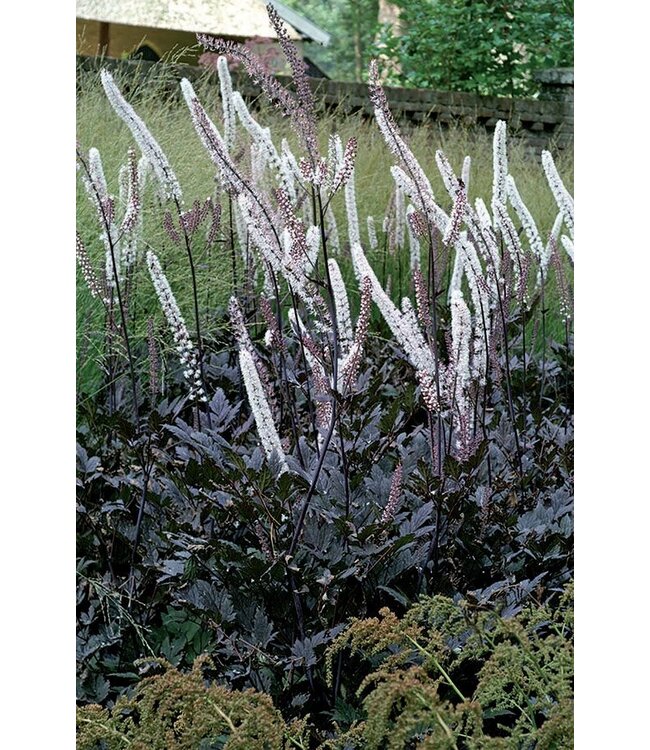 Cimicifuga Brunette 1gal | Feuillage sombre pour jardins ombragés