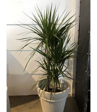 Dracaena marginata 8,5 po