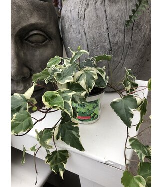 Hedera helix (lierre) 6 po