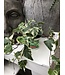 Hedera helix (lierre) 6 po