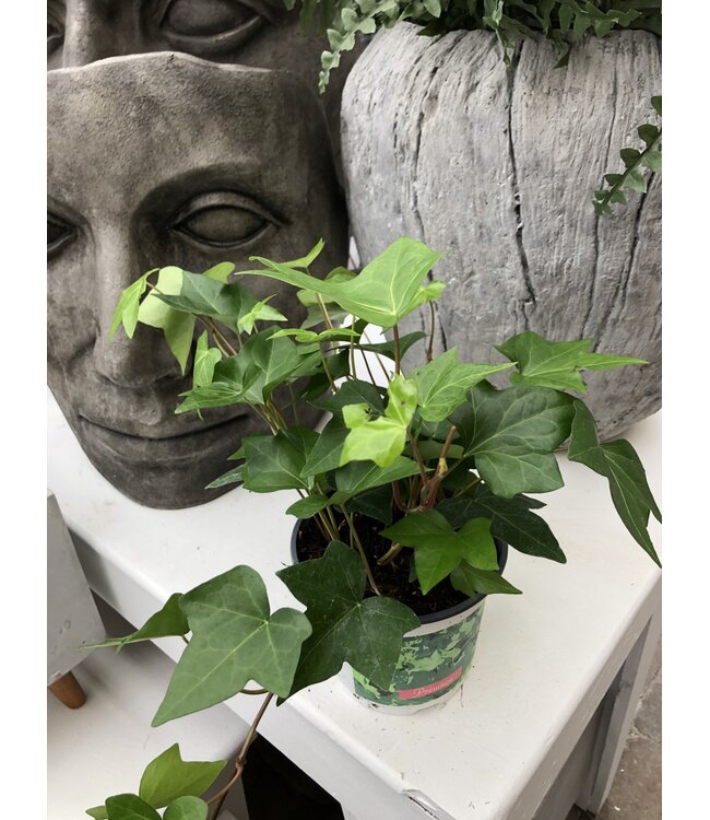 Hedera helix (lierre) 6 po