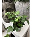 Hedera helix (lierre) 6 po