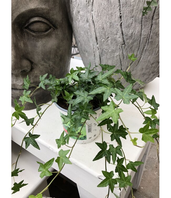 Hedera helix (lierre) 6 po