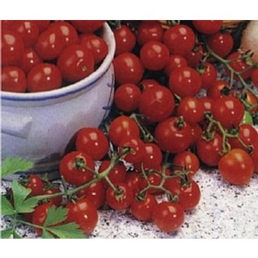 Tomate sweet-100 2,5 po