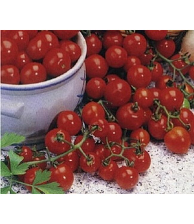 Tomate sweet-100 2,5 po