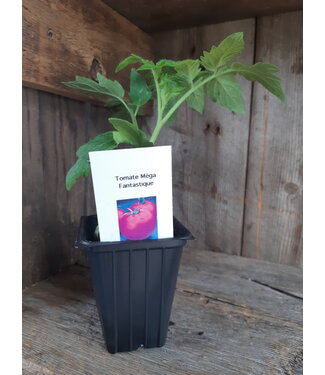 Tomate Mega Fantastique 2,5 po