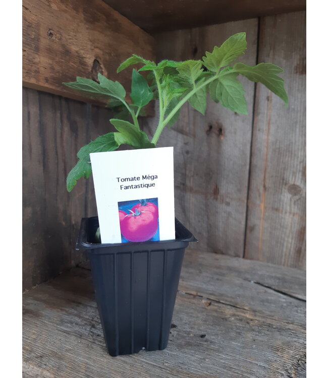 Tomate Mega Fantastique 2,5 po