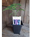 Tomate sweet-100 2,5 po