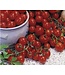 Tomate sweet-100 2,5 po