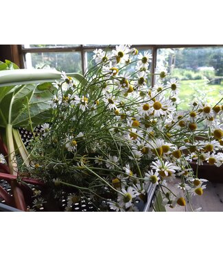 Camomille 11 cm