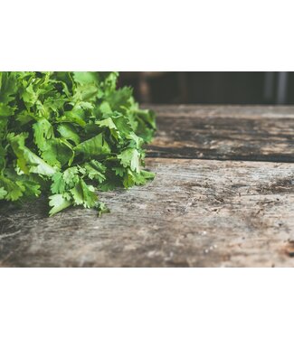 Coriandre 11 cm
