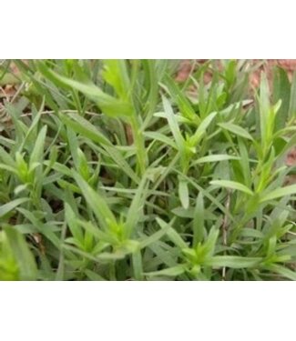 Estragon 11 cm