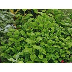 Menthe marocaine 11 cm