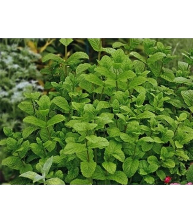 Menthe marocaine 11 cm