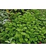 Menthe marocaine 11 cm