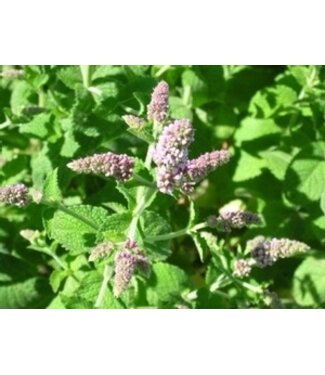 Menthe poivree 11 cm