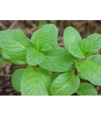 Menthe verte 11 cm