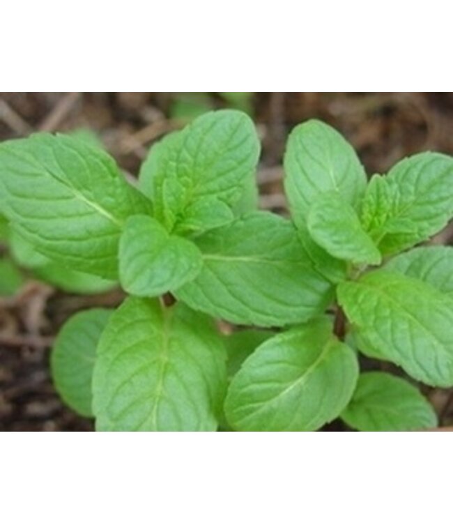 Menthe verte 11 cm