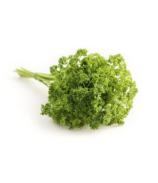 Persil frise 11 cm