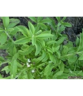Stevia 11 cm