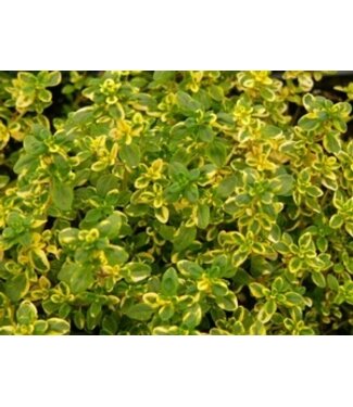 Thym citron aureus 11 cm