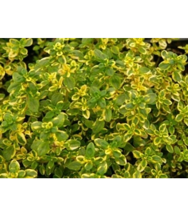 Thym citron aureus 11 cm
