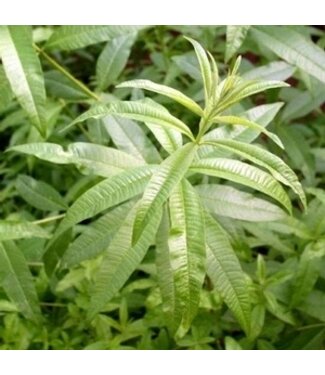 Verveine citronnelle 11 cm