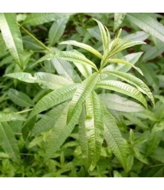 Verveine citronnelle 12 cm