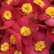 Begonia Elatior Valentino pink 4,5 po