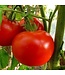 Plant  tomate mega fantastique  11cm