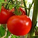 Plant  tomate mega fantastique  11cm