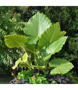Alocasia 'Calidora' 12 po