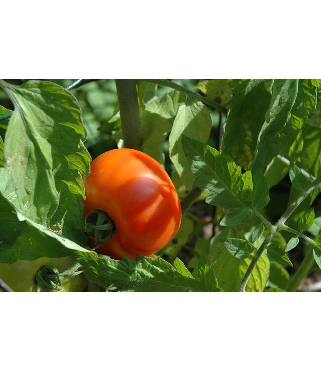 Tomates celebrity 1gal