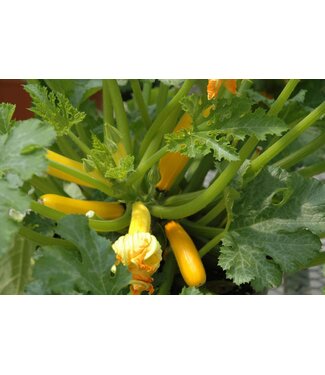 zucchini jaune4.5po