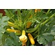 zucchini jaune4.5po