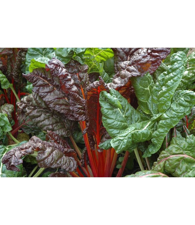 bette a carde bright lights cel.10