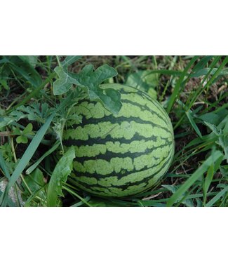 Melon d'eau yellow baby 4 po